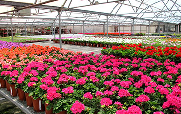 Beechside Nursery - Growing areas Beechside Nursery - Growing areas