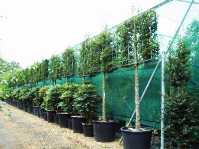 Wholesale Plants & Trade Services from Beechside Nursery Wholesale Plants & Trade Services from Beechside Nursery